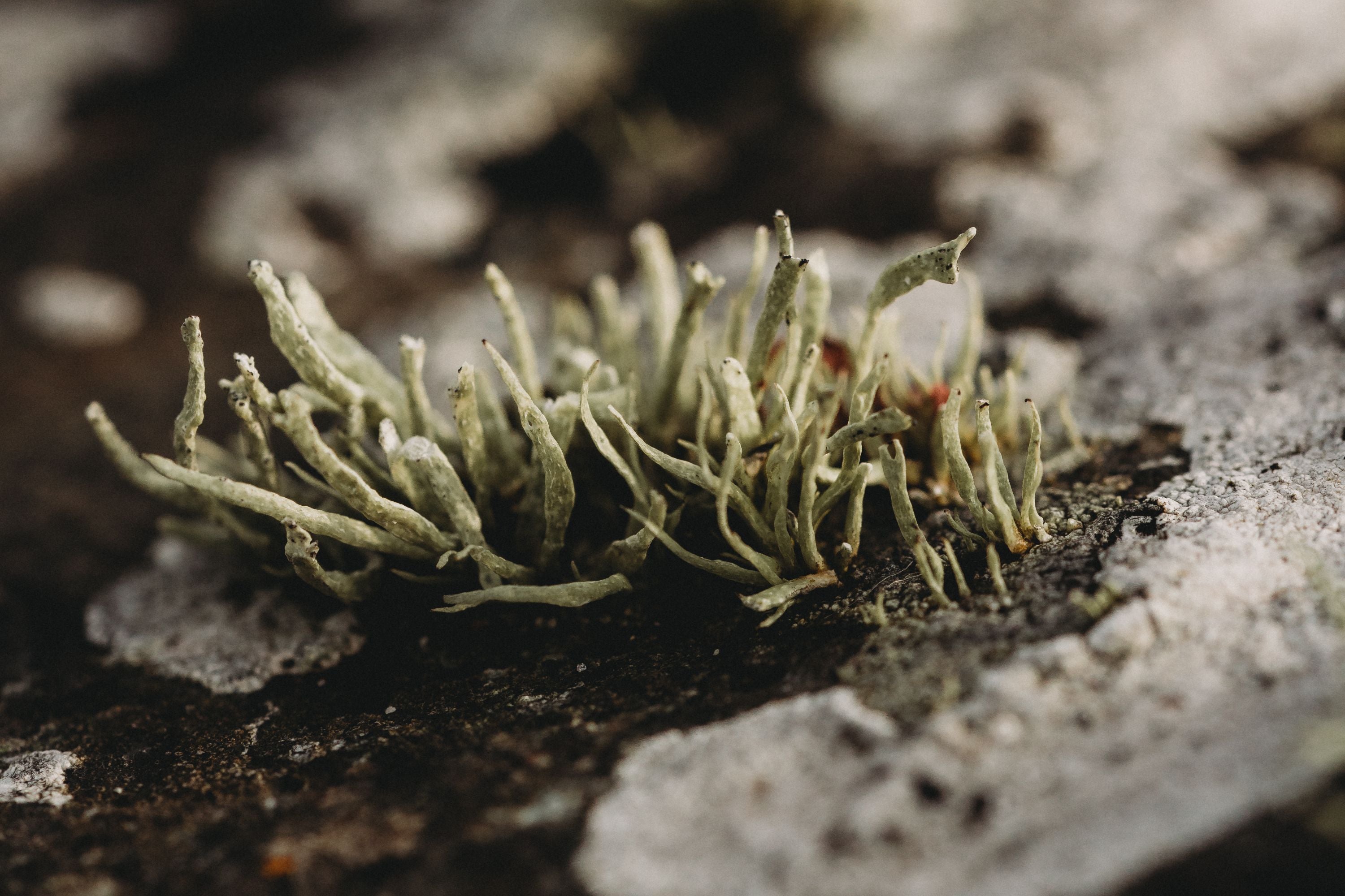 Appreciate the flora and fauna