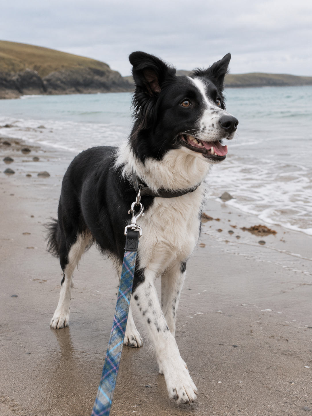 Tweed-Dog-Lead-Iona.png
