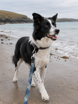 Tweed Dog Lead