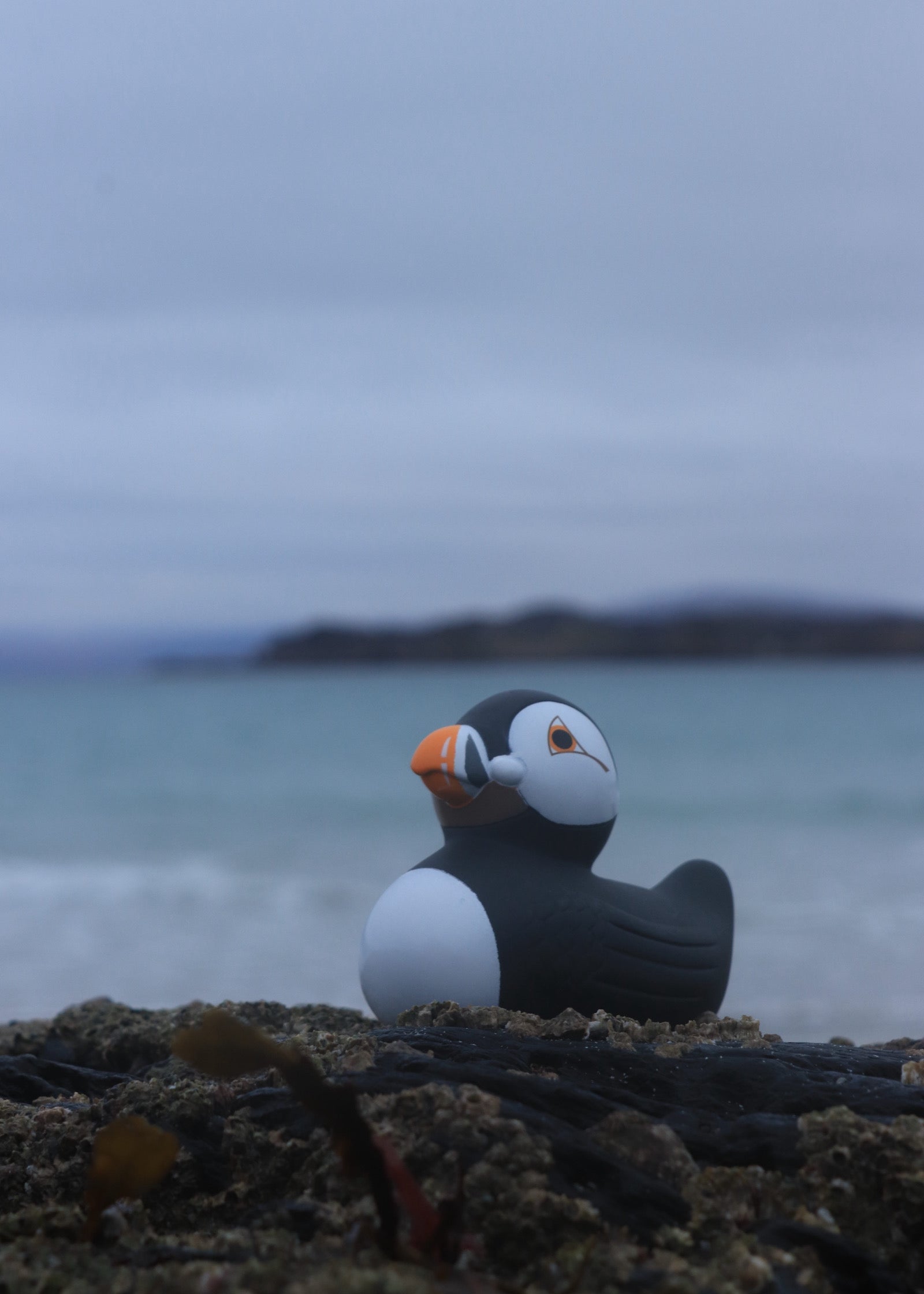puffinrubberduck.jpg